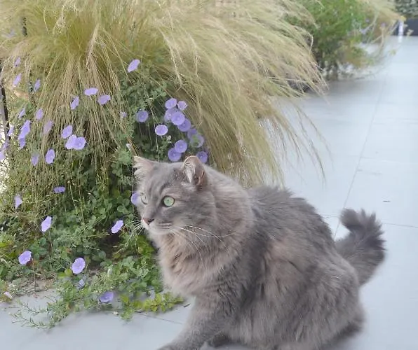 Tortora ベッド・アンド・ブレックファスト 3*